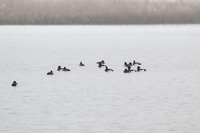 Tufted Ducks Swimming in the Mist