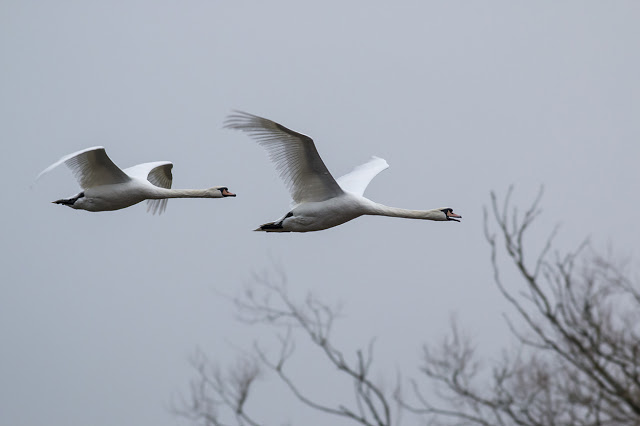 Mute Swans coming back down
