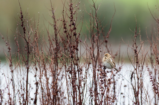 Reed Bunting (Female)