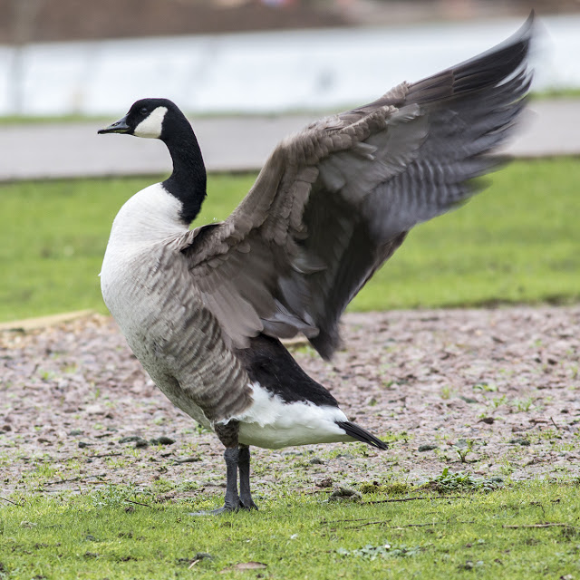 Canada Goose Wings Back