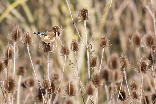 Goldfinch feeding on Teasels 
