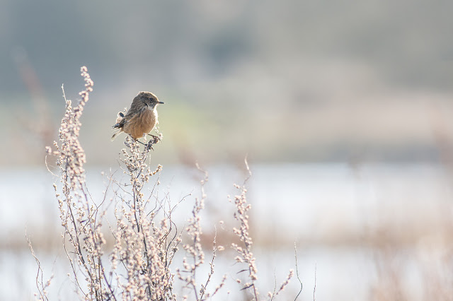 Stonechat fluffed by the wind