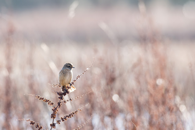 Female Stonechat using her tail for balance