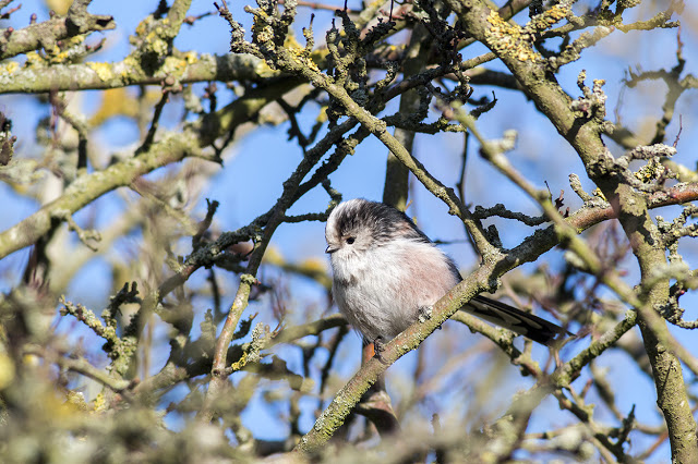 Long-tailed Tit flitting through the trees.