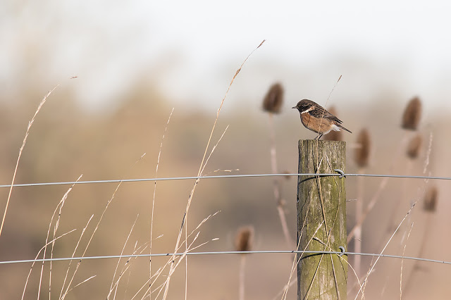 2nd Male Stonechat on the patch