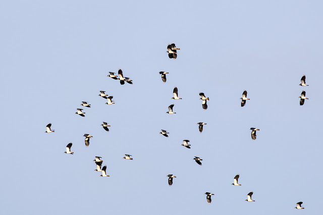 Lapwings in flight (2)