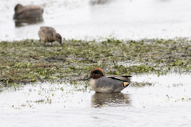 Male Teal
