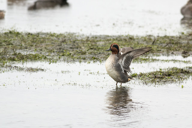 Eurasian Teal flapping his wings