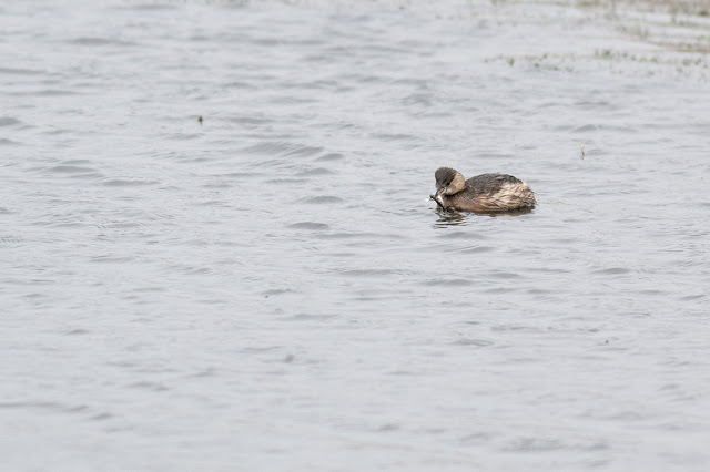 Little Grebe fishing (you can just see the small fish in its beak)