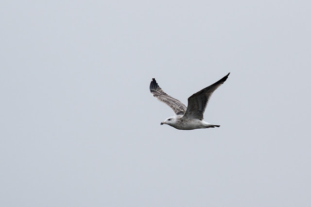 Lesser Black-backed gull (?) in flight