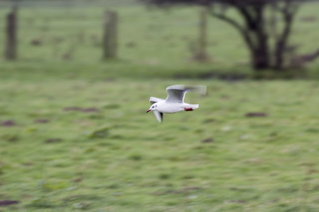Black-headed gull in flight over fields near Deal