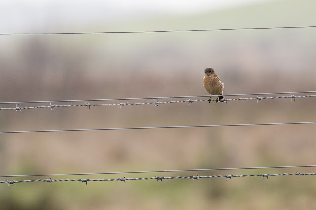 Female Stonechat on fence wires