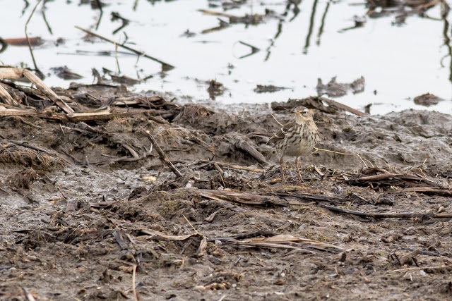 Water Pipit (looking left)