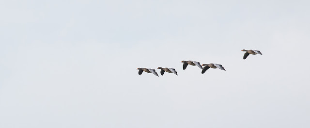 Greylag Geese in FlightGreylag Geese in Flight