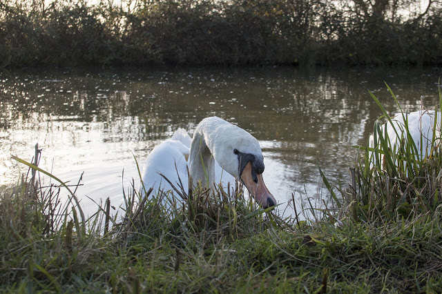 Mute Swan along the Grand Union Canal