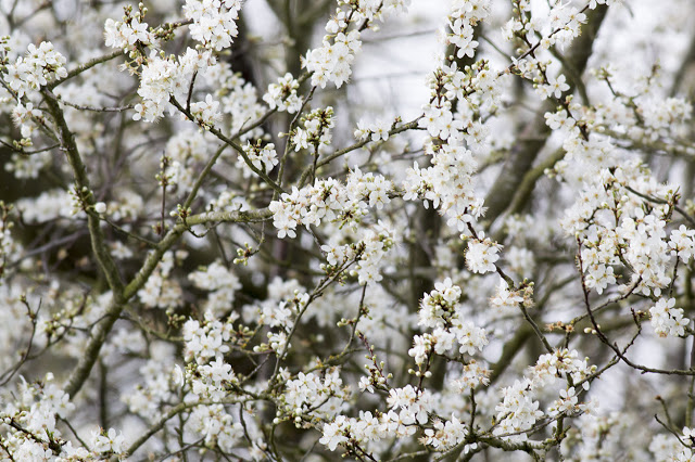 Blackthorn Blossom on 2nd Feb!