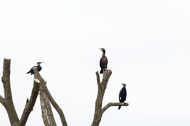 Three Cormorant