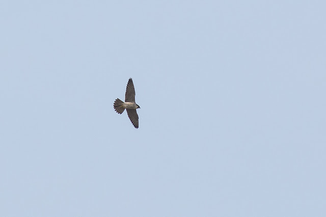 Peregrine Falcon in flight (very heavy crop)