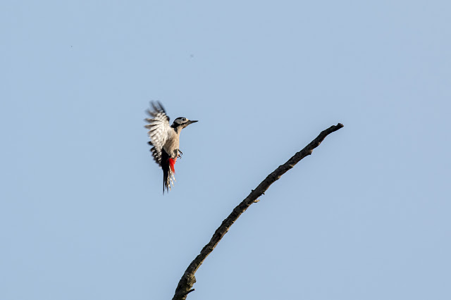 Great spotted Woodpecker coming in to land