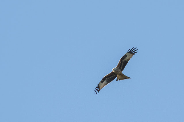 Red Kite soaring over Old Wolverton