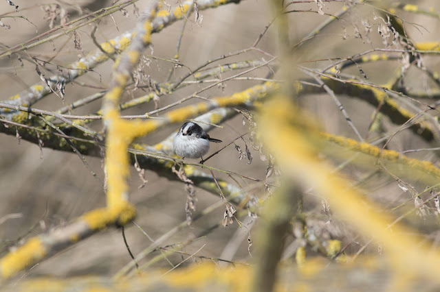 Long-tailed Tit in hiding