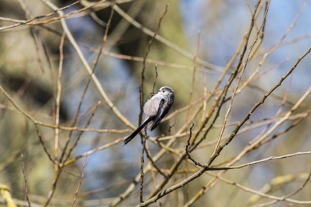 Hanging on Tight - Long-tailed Tit
