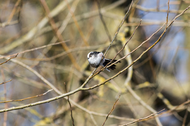 Set for Flight - Long-tailed Tit
