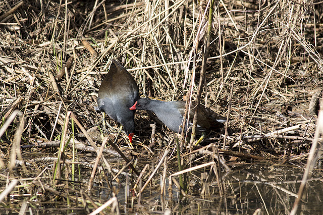Moorhens preening each other ready for a romantic evening?