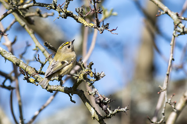 Searching for Food - Goldcrest