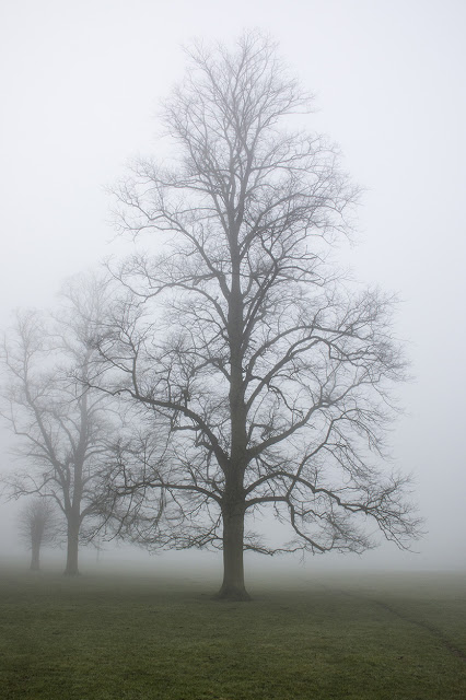 One of the Looming Trees in the Mist