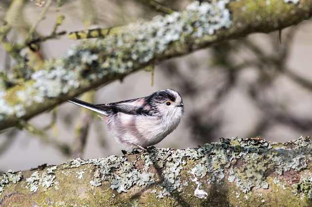 Getting Close to a Long-tailed Tit