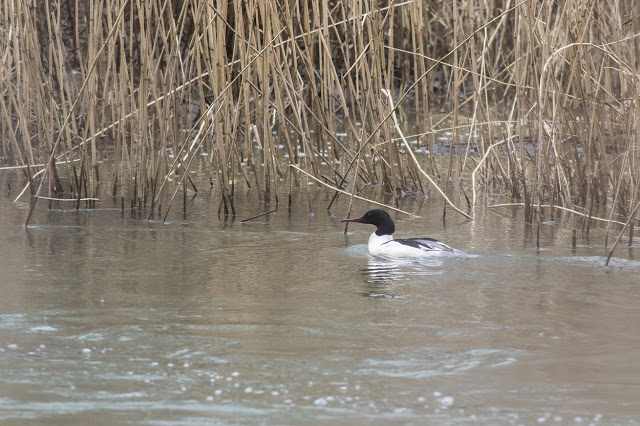 Male Goosander on the River Ouse