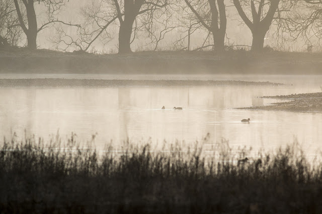 Ducks in the Mist
