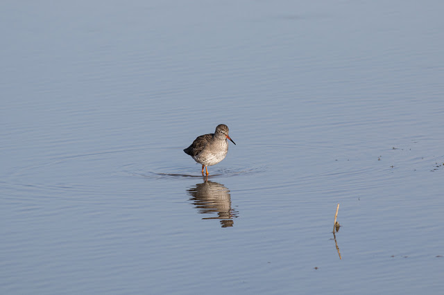 Redshank reflections