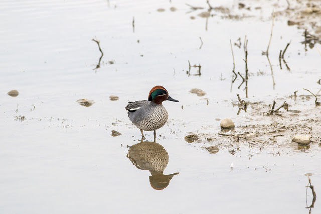 Male Teal standing in mud