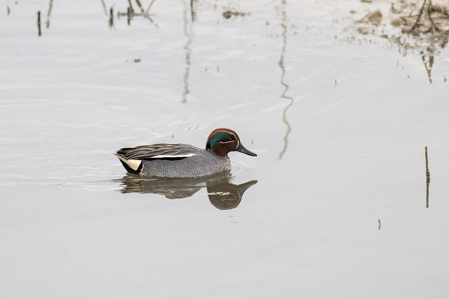 Swimming Male Teal