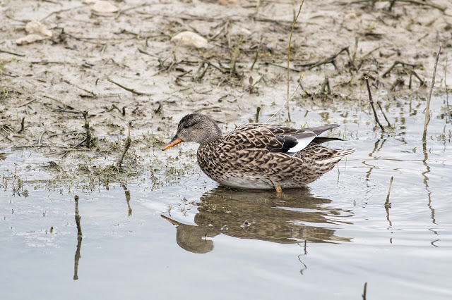 Female Gadwall exiting the water