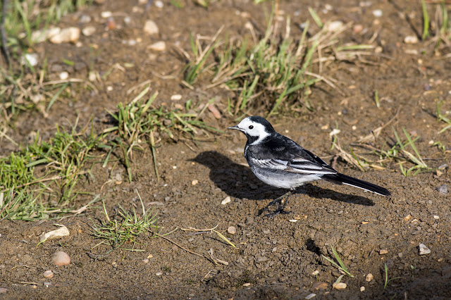 Pied Wagtail seen very close (too close to focus at times) from the hide window