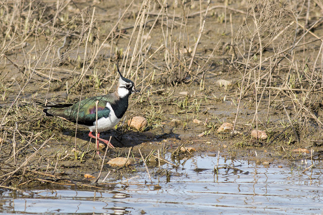 Lapwing on the deck