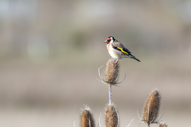 Goldfinch sat on a dry Teasel