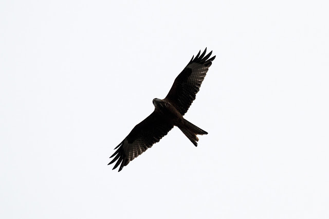 Red Kite over the sheep Fields