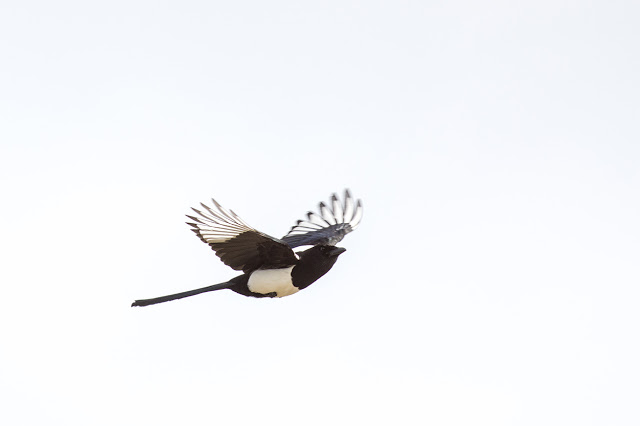 Magpie flyby