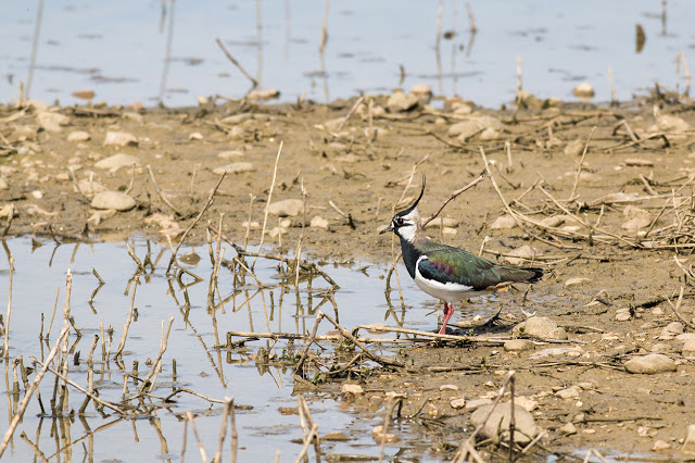 Stunningly coloured Lapwing