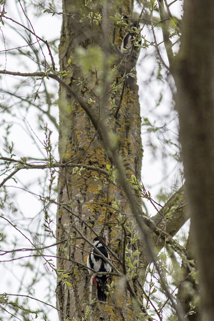 a Pair of Great Spotted Woodpecker