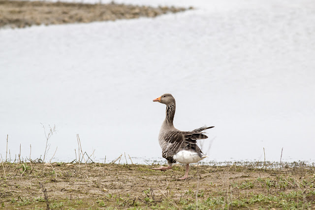 Broken Wing - Greylag Goose