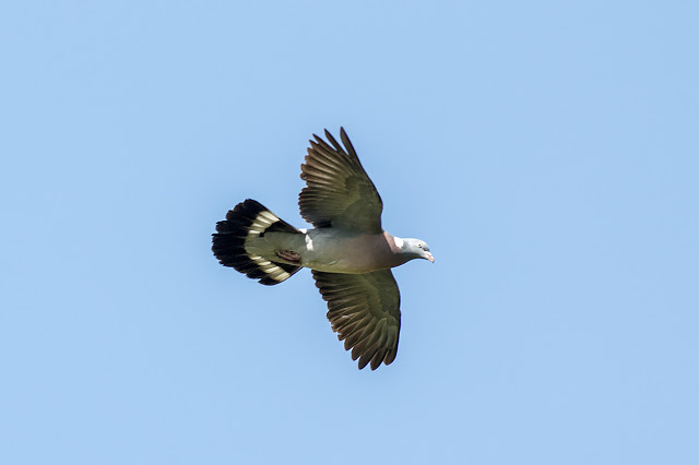 Wood Pigeon in Flight