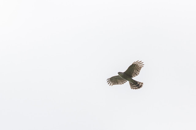Sparrowhawk in Flight