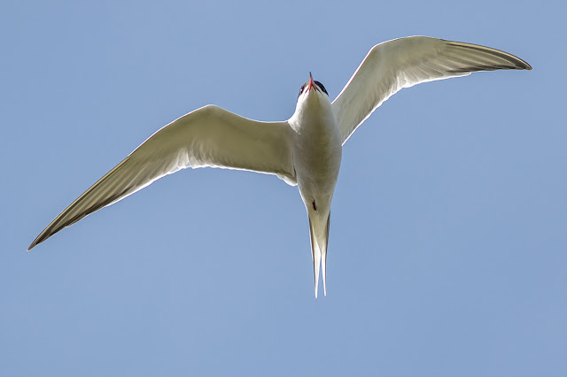 Common Tern from underneath