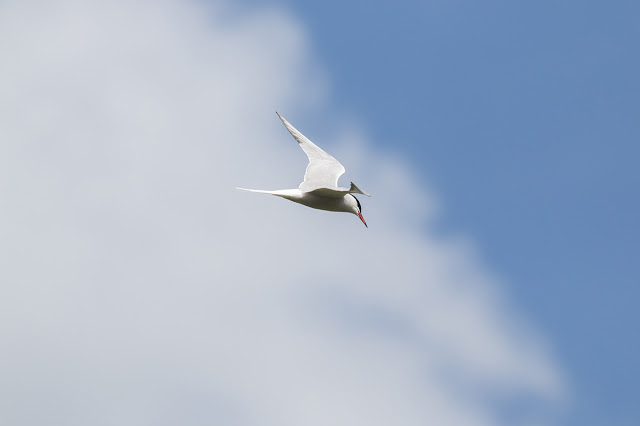 Common Tern Flight