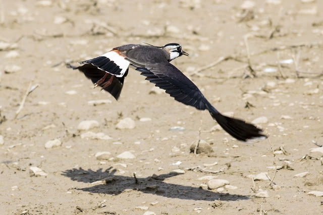 Lapwing coming in to land